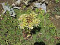 Sempervivum grandiflorum