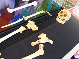 A Homo Floresiensis LB1 példányának csontváza kiállítva