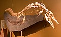 Mosasaur, Wyoming Dinosaur Center, Thermopolis