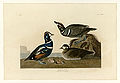 297. Harlequin Duck