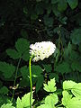 Actaea pachypoda