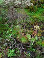 Plant with inflorescence and infrutescence