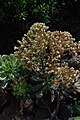 Aeonium davidbramwellii