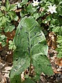 Arum maculatum leaf