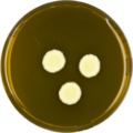 Aspergillus taichungensis growing on MEAOX plate