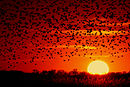 Flock of red-winged blackbirds flying into the sunset