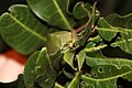 Cystosoma saundersii camouflaging itself as a leaf.