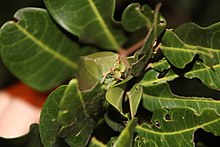 A bladder cicada (Cystosoma saundersii) camouflaging itself as a leaf.