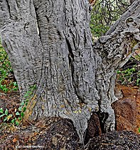 subsp. rehmanniana, bark