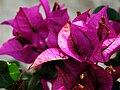 Boccioli e brattee di Bougainvillea spectabilis a Taormina.