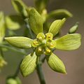 Caulophyllum robustum