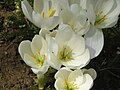 Colchicum speciosum 'Album' close-up