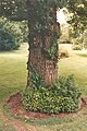 Bark of C2713, RBGE (1989) (see 'Cultivation')