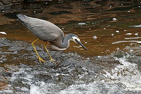 Weisskopfreiher beim Fischen in den Serpentine Falls