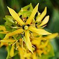 Gelber Enzian, Einzelblüte (Gentiana lutea )