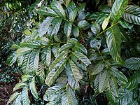 Glossy foliage