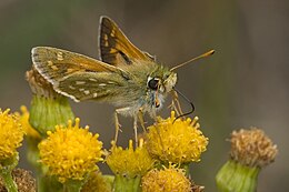 Vesszős busalepke (Hesperia comma)