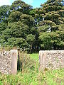 A Hessilhead shelter belt and estate wall.