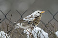 Leucystyczny Kwiczoł (Turdus pilaris), Łódź (Polska)