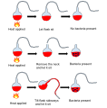 Louis Pasteur’s pasteurization experiment illustrates the fact that the spoilage of liquid was caused by particles in the air rather than than the air itself. These experiments were important pieces of evidence supporting the idea of Germ Theory of Disease.