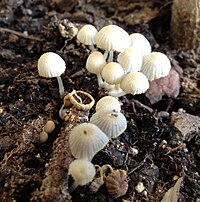 Mushrooms found growing in Miracle-Gro potting soil