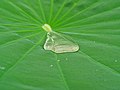 Lotus effect: water on a leaf