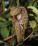 Nepenthes aristolochioides