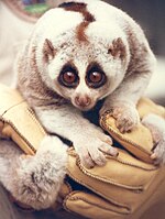 Slow lorises, such as this Bengal slow loris (Nycticebus bengalensis) were once considered common, but are now recognized as threatened species