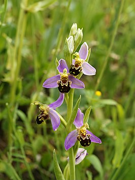 Bijenorchis