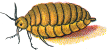 Illustrated adult female