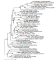 Phylogenetic analysis of Trypanosoma ssp. and T. irwini using partial sequence analysis of 18S rDNA and gGAPDH