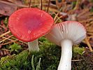 A sickener mushroom photographed in Oneida County, New York, US