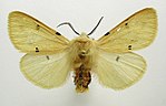 Spilosoma lutea – Specimen