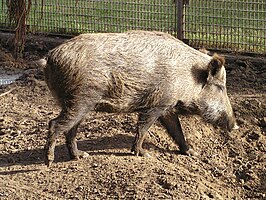 HugoNL00/Kladblok/Zoogdieren