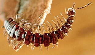 Tasmaniosoma armatum (Dalodesmidae) uit Tasmanië