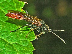 T. livida, female