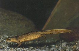 Karpatensalamander