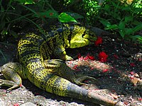 Feeding, Trinidad