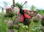 Zygaena trifolii – Oberseite