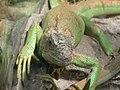 Güney Kore'de bir Iguana iguana fotoğrafı