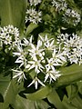 Allium ursinum