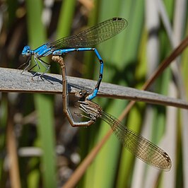 Argia agrioides