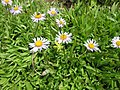 Symphyotrichum foliaceum