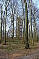 The Atzelberg Tower (background) and the forest (foreground) that surrounds it.