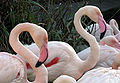 Büyük Flamingo'nun gagası