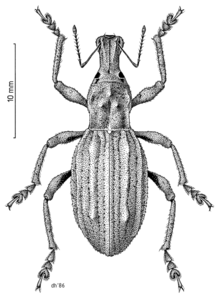 Flax Weevil by Des Helmore