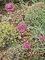 Centranthus angustifolius komt in de Pyreneeën, Zuid-Frankrijk, de Jura en Italië voor.