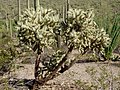 C. spinosior zur nebenstehenden Blüte und rechts im Hintergrund Fouquieria splendens, Saguaro National Park (2007)