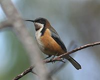 Eastern Spinebill