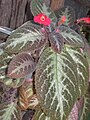 Episcia cupreata